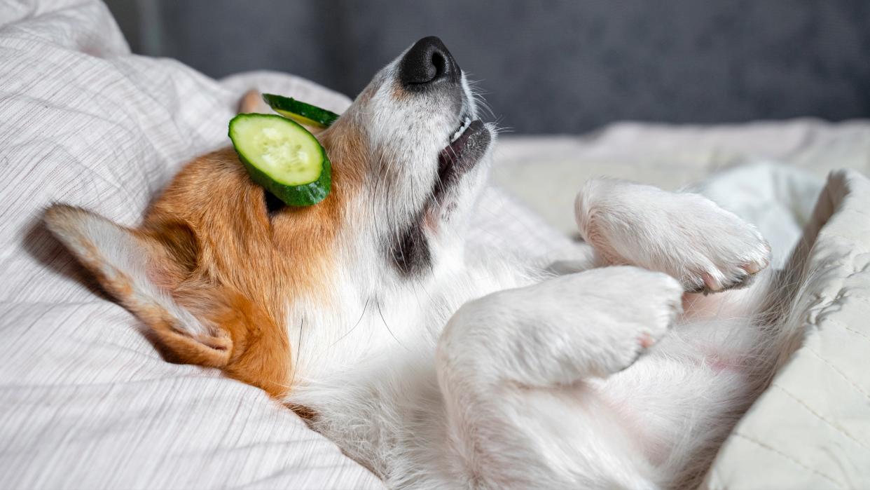  Cute corgi asleep in bed with cucumber slices on eyes. 