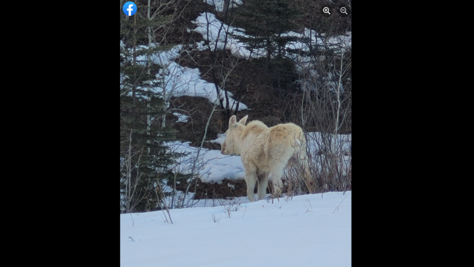 White animals are considered lucky and sacred by some indigenous Canadian peoples.