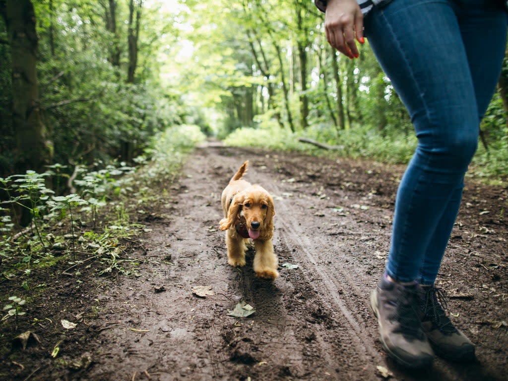 Fluffy cocker spaniel on a walk with its owner (Getty Images)