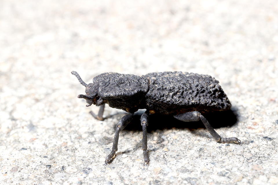 Mit seiner Panzerung ist der Käfer gegen nahezu jeden Angreifer gewappnet. (Bild: Getty)
