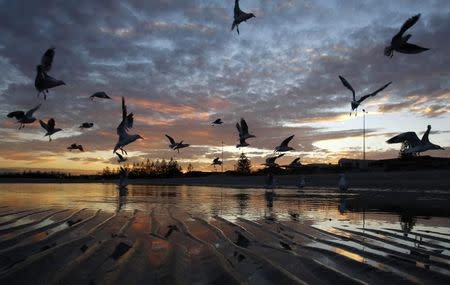 Seagulls are seen silhouetted against the sunset at the seaside suburb of Altona in Melbourne June 23, 2010. REUTERS/Mick Tsikas /Files