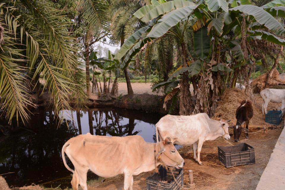 Locals in the Sundarbans are dependent on farming and poultry for their livelihood (Namita Singh)