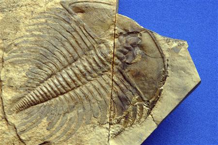 A fossil of a trilobite, a horsecrab-like creature that thrived in the seas for hundreds of millions of years before becoming one of many kinds of animals wiped out in a mass extinction that befell the planet 252 million years ago, is shown in this handout photo provided by the University of Chicago March 31, 2014. REUTERS/Dan Dry/University of Chicago/Handout via Reuters