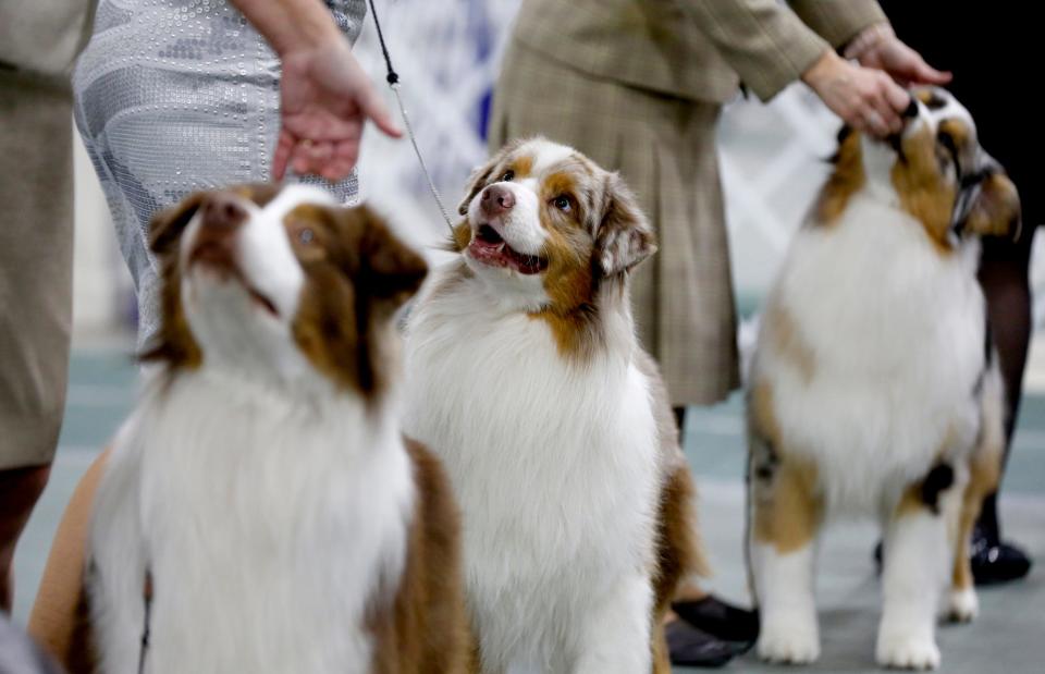 Australian shepherd