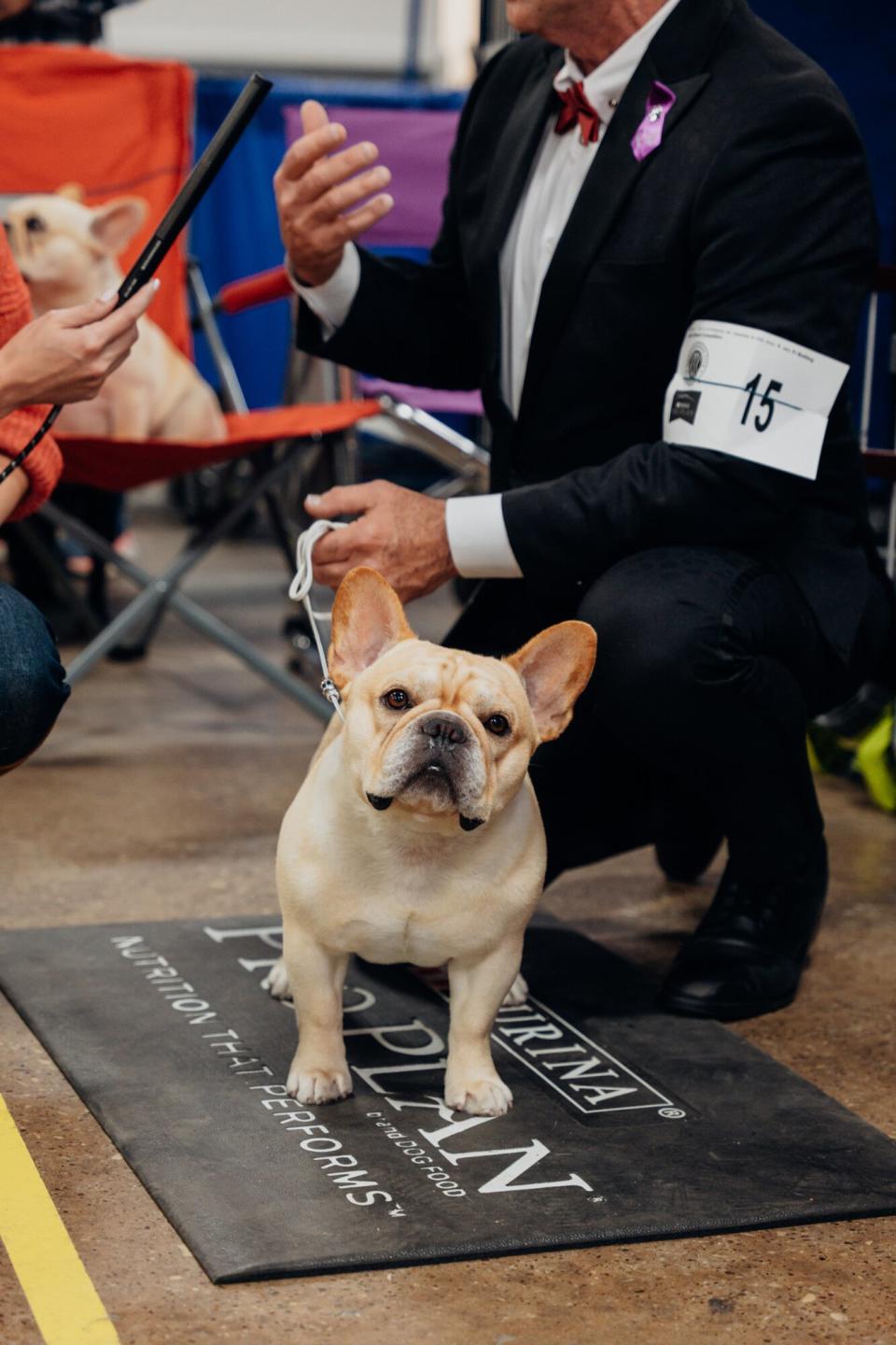 National Dog Show Final