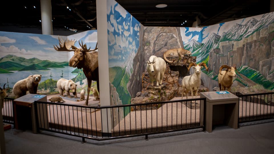 Dioramas at the Delbridge Museum. "I do not believe the public was in jeopardy," the museum's CEO said. - Courtesy Great Plains Zoo