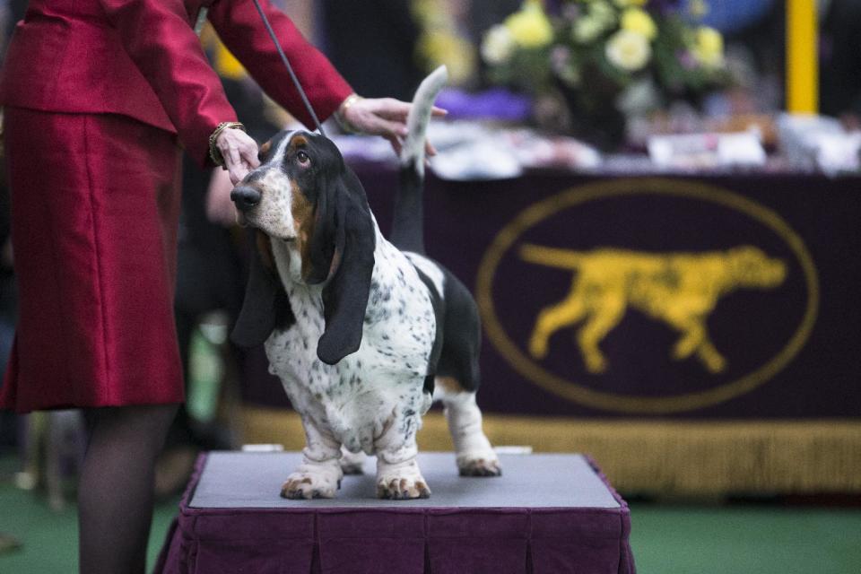 A Basset Hound is presented in the competition ring during the Westminster Kennel Club dog show, Monday, Feb. 10, 2014, in New York. (AP Photo/John Minchillo)