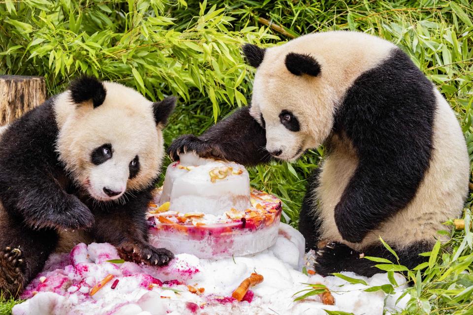 Panda twin cubs Pit and Paule celebrate their 4th birthday with an ice cake made of fruit and vegetables at the Zoologischer Garten zoo in Berlin on August 31, 2023. On loan from China, the cub’s parents Meng Meng and male panda Jiao Qing arrived in Berlin in June 2017. While their cubs, Paule and Pit, are born in Berlin, they remain Chinese and must be returned to China after they have been weaned. (Photo by Odd ANDERSEN / AFP) (Photo by ODD ANDERSEN/AFP via Getty Images)