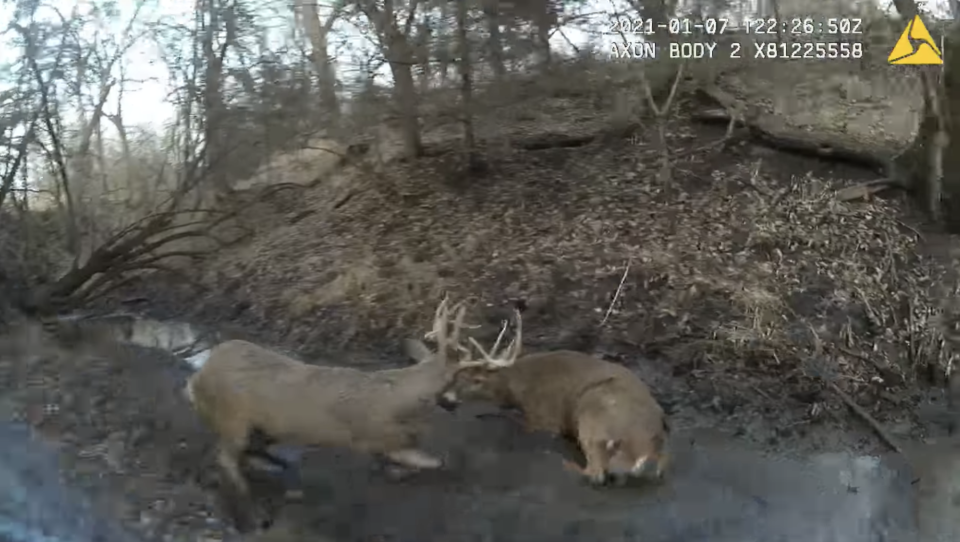 Two whitetail deer are seen with their antlers tangled together.