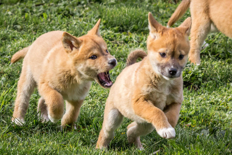 Two dogs playing, while one chases the other