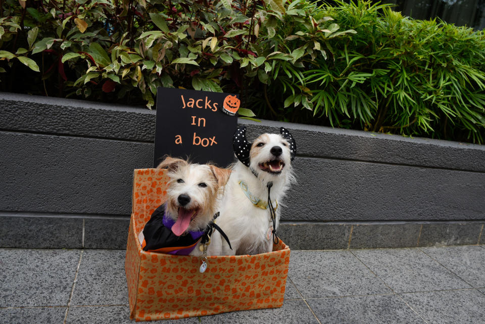 <p>Dogs at Howlloween at the Grand Copthorne Waterfront Hotel. (Photo: Bryan Huang/Yahoo Lifestyle Singapore)</p>