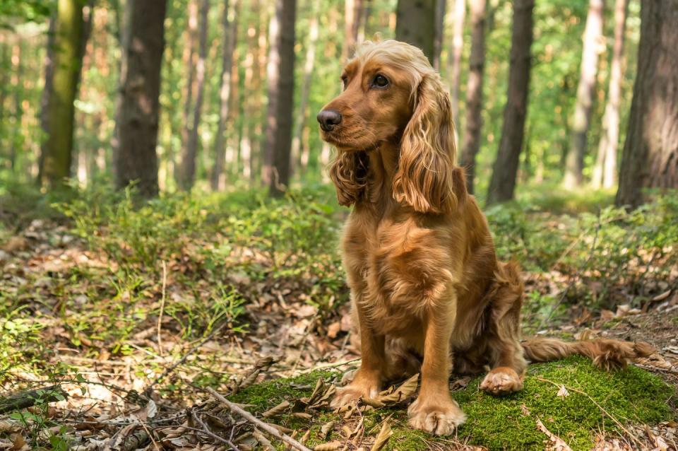 best small dog breeds english cocker spaniel