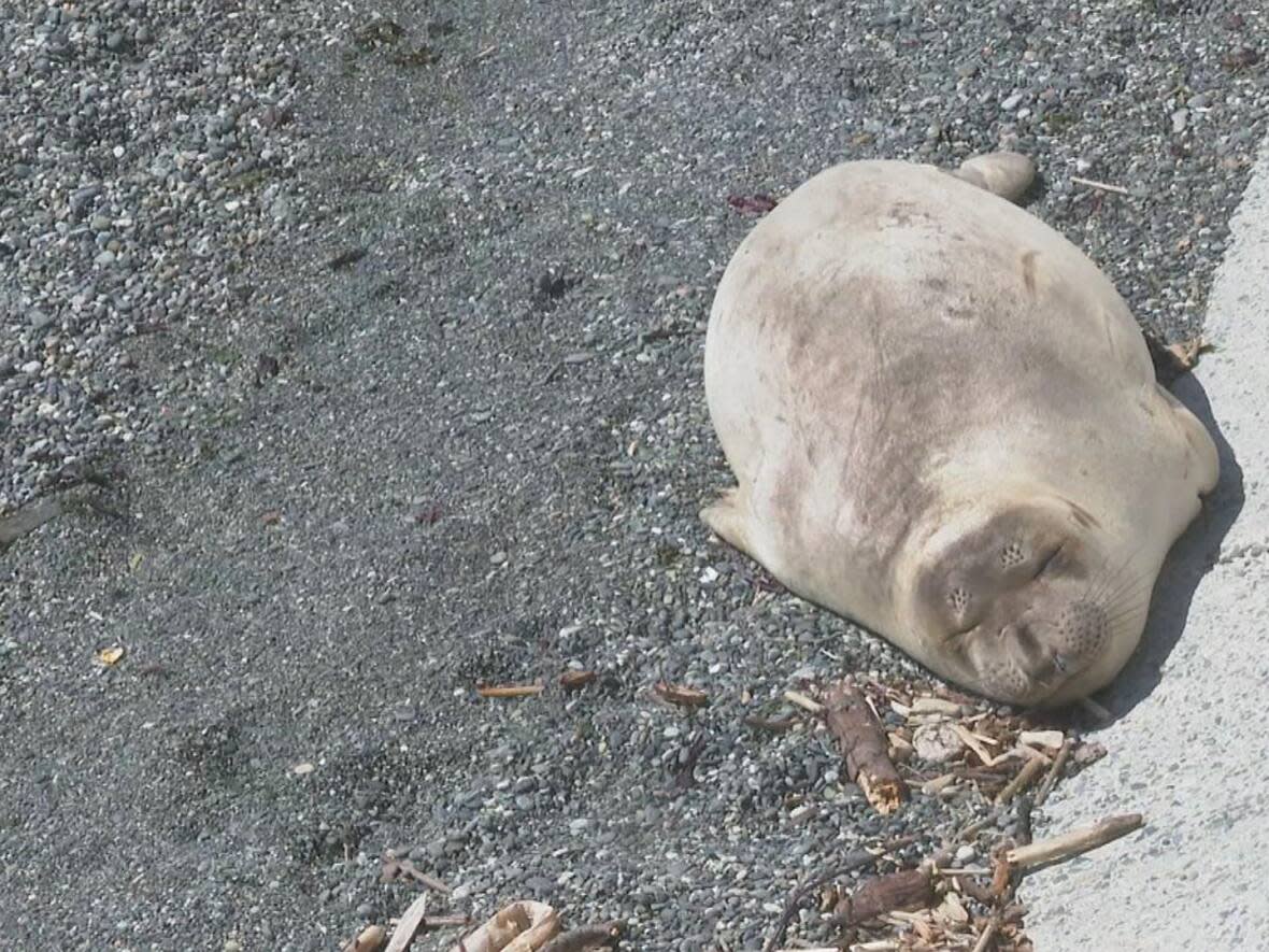 Emerson the elephant seal was spotted on McNeill Bay beach on Tuesday, back for the fifth time after fishery officials relocated him away from highly-populated areas in Greater Victoria. (CHEK News - image credit)