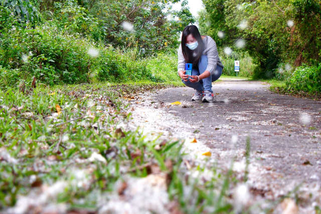 新海濕地下柳絮三月雪　春遊景點推薦賞雪逛老街