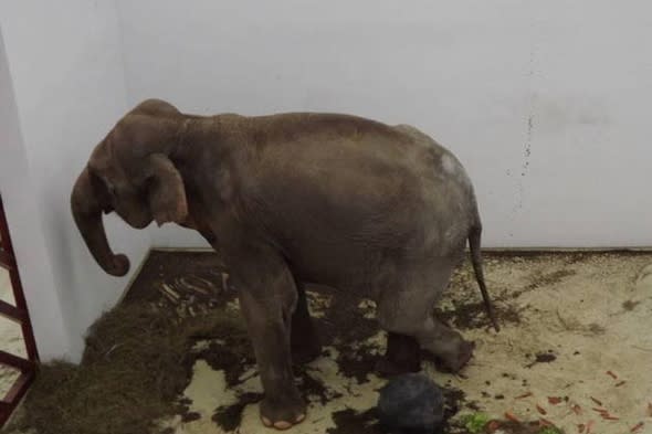 campaigners-trying-to-save-worlds-saddest-elephant-romania-zoo