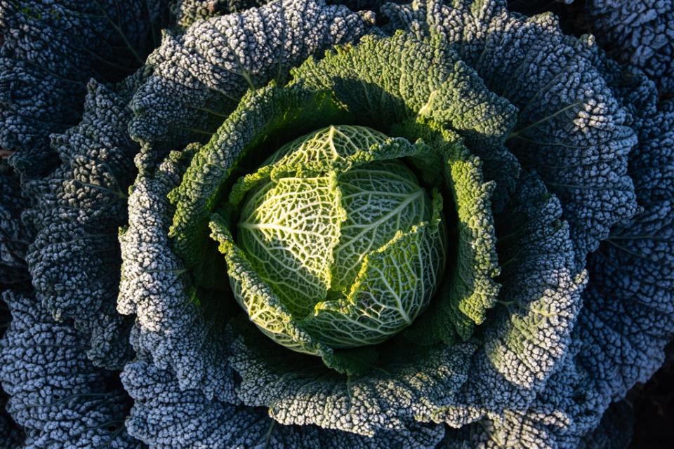 Scientists say that brassica vegetables contain a compound called S-methyl-ʟ-cysteine sulfoxide that produces potent, sulphurous odours when acted upon by an enzyme in the plant (Joe Giddens/PA) (PA Archive)