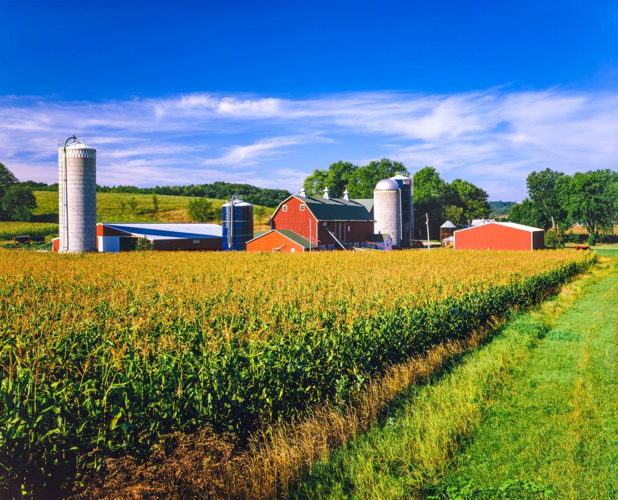 Corn crop fill the foreground leading back to a typical Iowa farm at harvest time, Dubuque Iowa