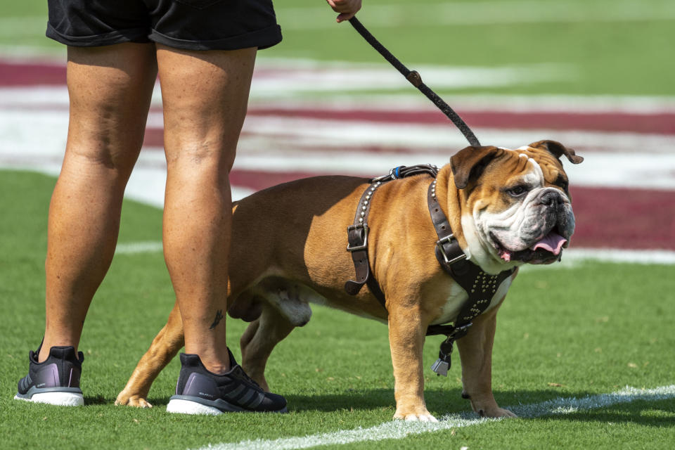 Bully XXI (Jak) the Mississippi State mascot checks out the field prior to the first half of an NCAA football game against Kansas State on Saturday, Sept. 14, 2019 at Mississippi St. in Starkville, Miss. (AP Photo/Vasha Hunt)