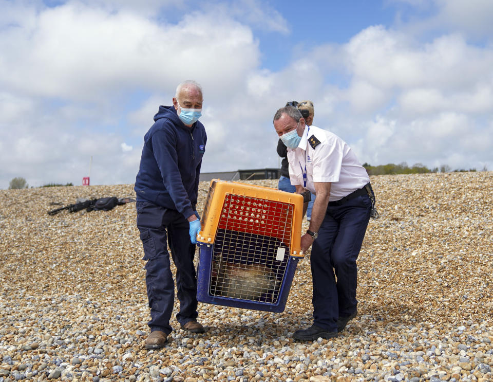 <p>Hubble, a sick Common Seal rescued from Camber Sands in April and who was treated for lungworm and rehabilitated at RSPCA Mallydams Wood Wildlife Centre, is released back into the sea at Pett Level beach near Hastings, East Sussex. Picture date: Wednesday May 12, 2021.</p>
