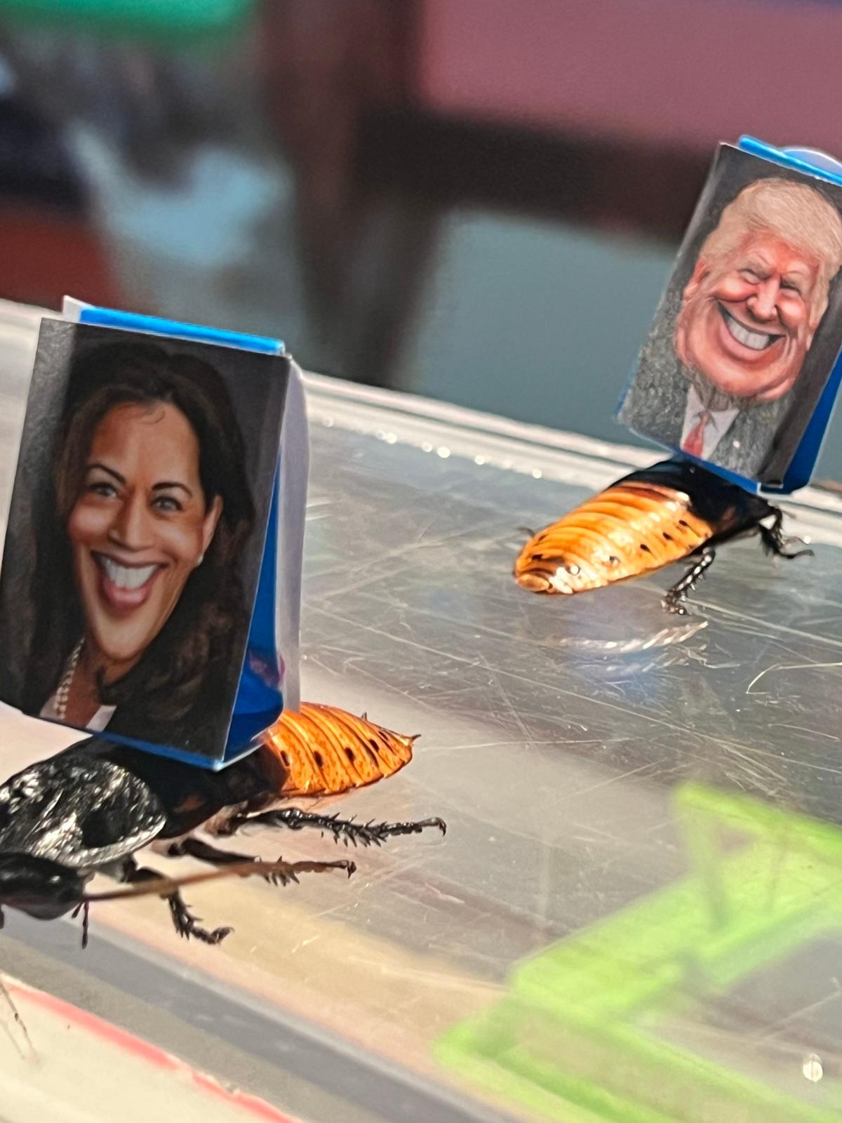 According to these cockroaches, the winner of the 2024 presidential election will be …