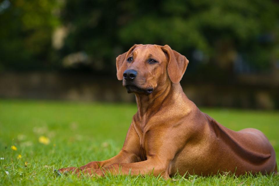 beautiful dog rhodesian ridgeback puppy