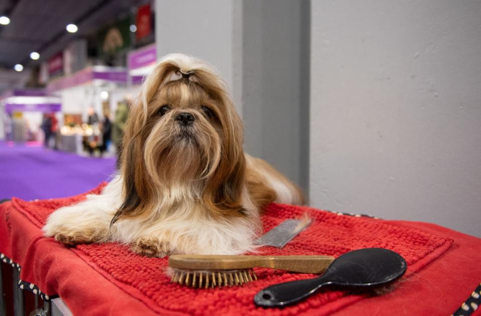 A Shih Tzu waits to be groomed during the first day of the Crufts Dog Show at the Birmingham National Exhibition Centre (PA)