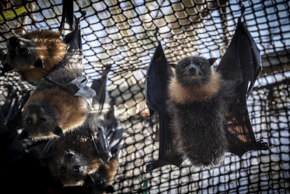 El nuevo sistema de aspersores para mantener frescos a los zorros voladores en los calurosos días de verano, en el Yarra Bend Park de Melbourne, Australia, el 7 de marzo de 2023. (Christina Simons/The New York Times)
