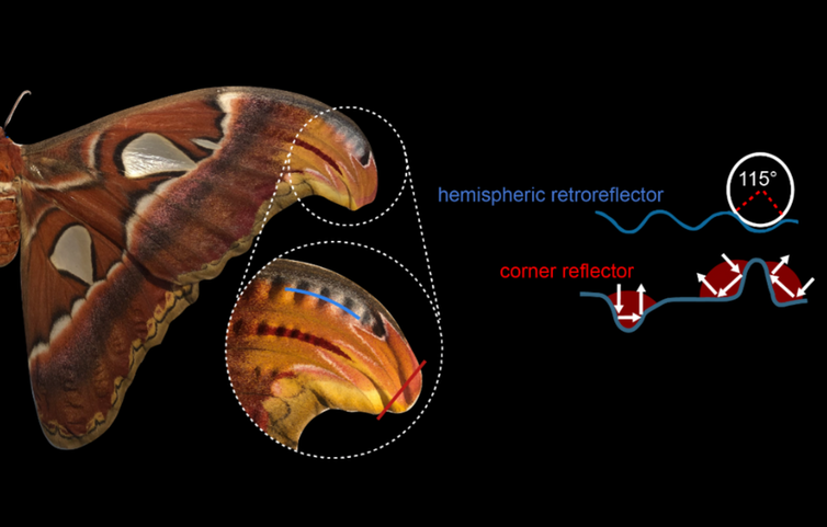 A diagram showing where retroreflection takes place on moth wingtips