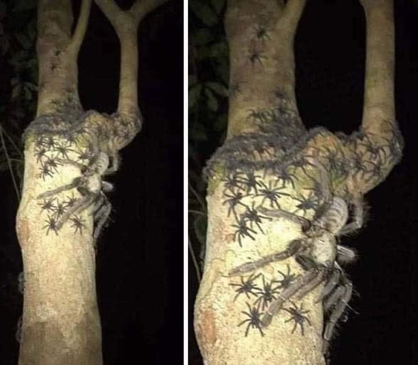 A large spider and dozens of its babies on the trunk of a tree