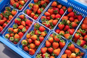 Punnets of strawberries from AppHarvest Somerset, a 30-acre high-tech indoor farm in Somerset, Ky., growing strawberries under multiple brands including the “WOW® Berries” brand for Mastronardi Produce.