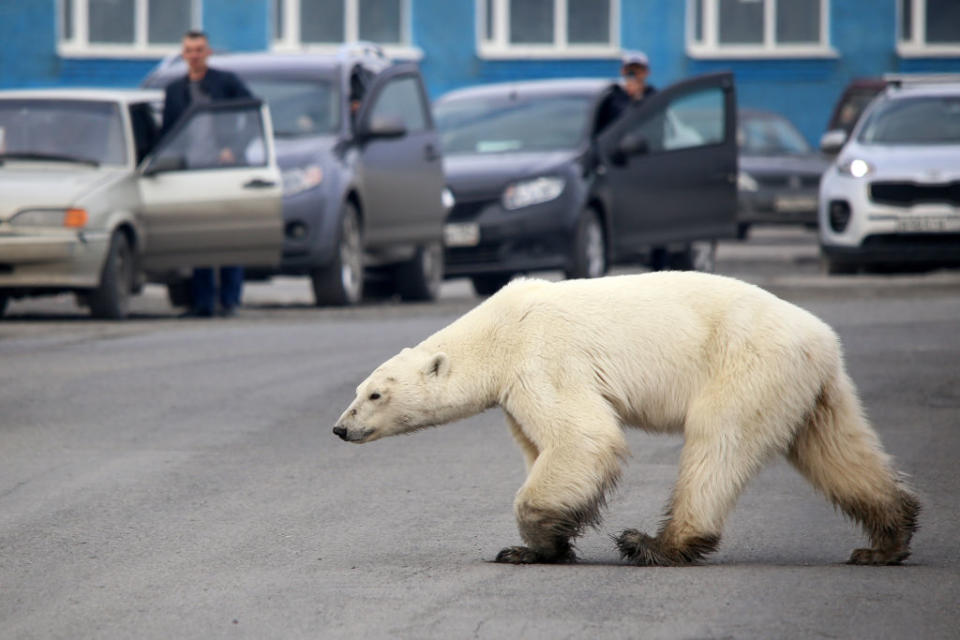 A stray polar bear walks on a road on the outskirts of the Russian industrial city of Norilsk last June. Source: Getty