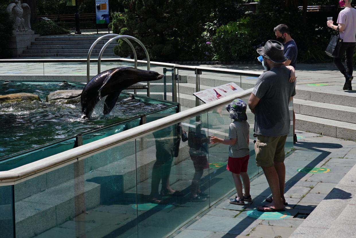 People wearing protective masks watch a sea lion jumping in a pool at Central Park Zoo as the city enters Phase 4 of re-opening following restrictions imposed to slow the spread of coronavirus on July 20, 2020, in New York City. The fourth phase allows outdoor arts and entertainment, sporting events without fans and media production.