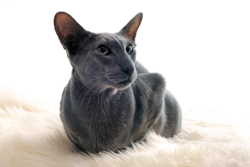 Oriental Shorthair (Getty Images/iStockphoto)