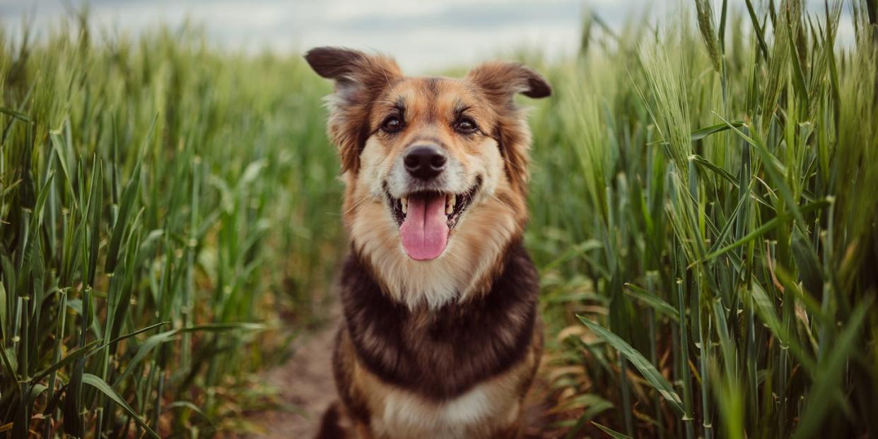 dog in cornfield