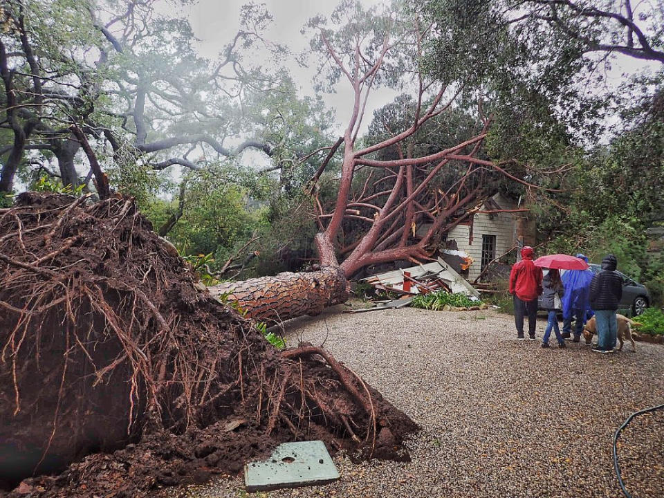 In this Saturday, Feb. 2, 2019, photo released by Santa Barbara County Fire, a large stone pine tree believed to be 100-years-old came down into this Santa Barbara, Calif., home during Saturday's powerful winter storm. A wind gust in Santa Barbara County topped 80 mph (128 kph) as the storm moved south and later dropped more than a half-inch (1.27 centimeters) of rain in five minutes. (Mike Eliason/Santa Barbara County Fire via AP)
