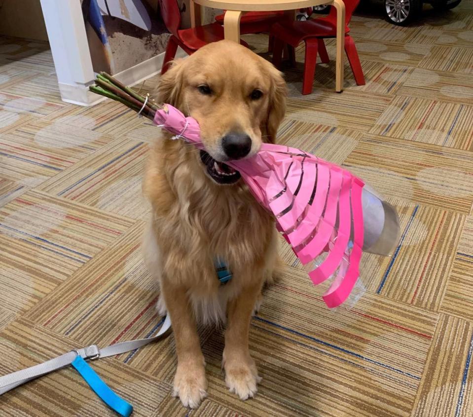 Freedom, a therapy dog, delivers flowers to healthcare heroes at different Memorial Healthcare System hospitals. Passion Growers has consistently donated the blooms to raise the spirits of frontline hospital workers.