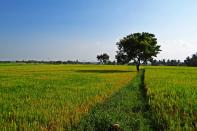 <p>Chances are less this could happen, as the government is careful of not doing anything that might remotely irk the farmers. However, if done, it could be a shrewd move to pull in more revenues to spend on various welfare schemes. </p>