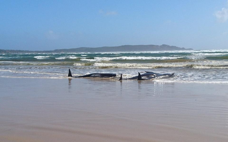 Some of the whales were washed onto the beach - TASMANIA POLICE /REUTERS