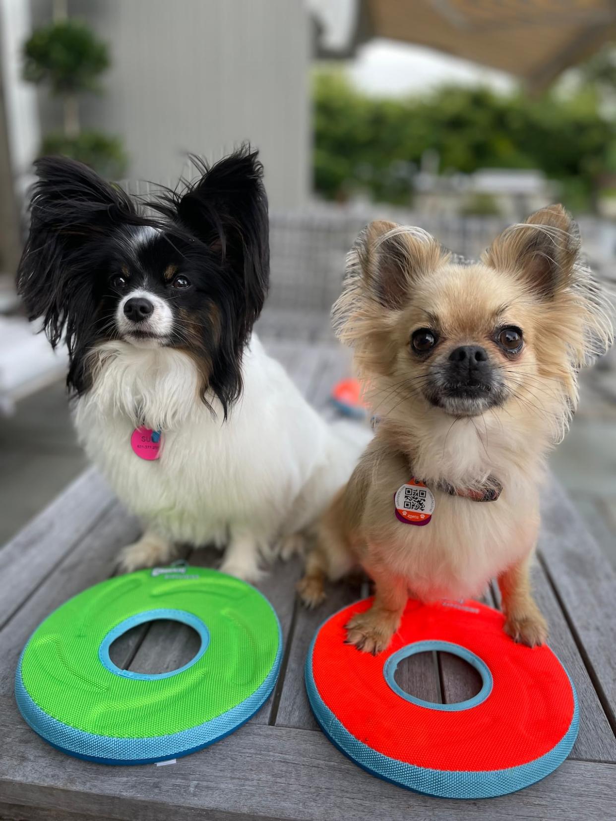 Suki and Foxy are both service dogs trained by Bill Grimmer of Shediac to detect cortisol in their human companions.  (Submitted by Bill Grimmer - image credit)