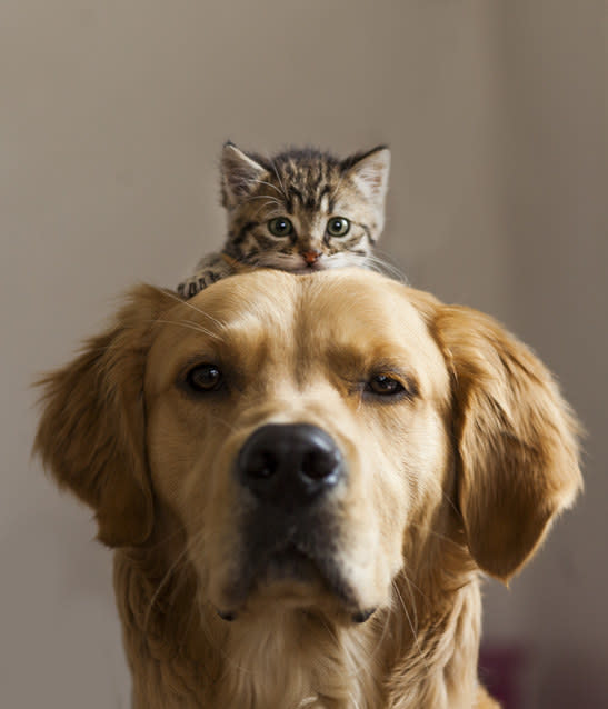 a kitten on a dog's heda