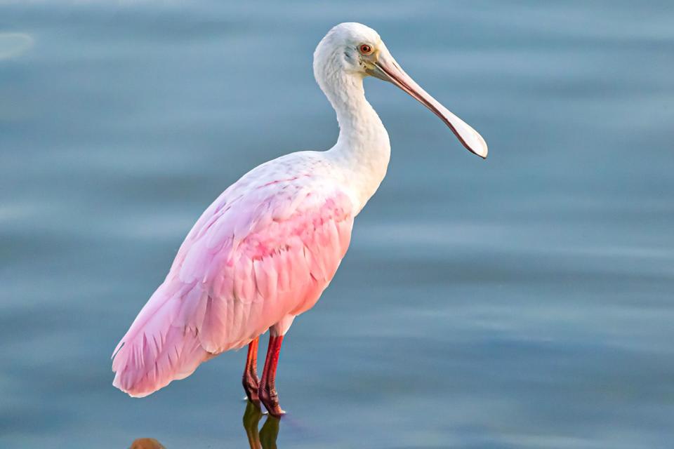 <p>Getty Images</p> Roseate Spoonbill on the water