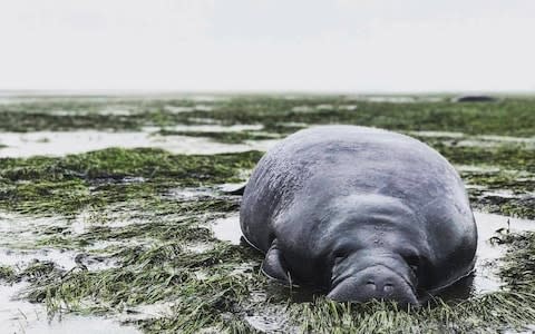 This photo provided by Michael Sechler shows a stranded manatee in Manatee County. Florida as Irma approached - Credit: AP