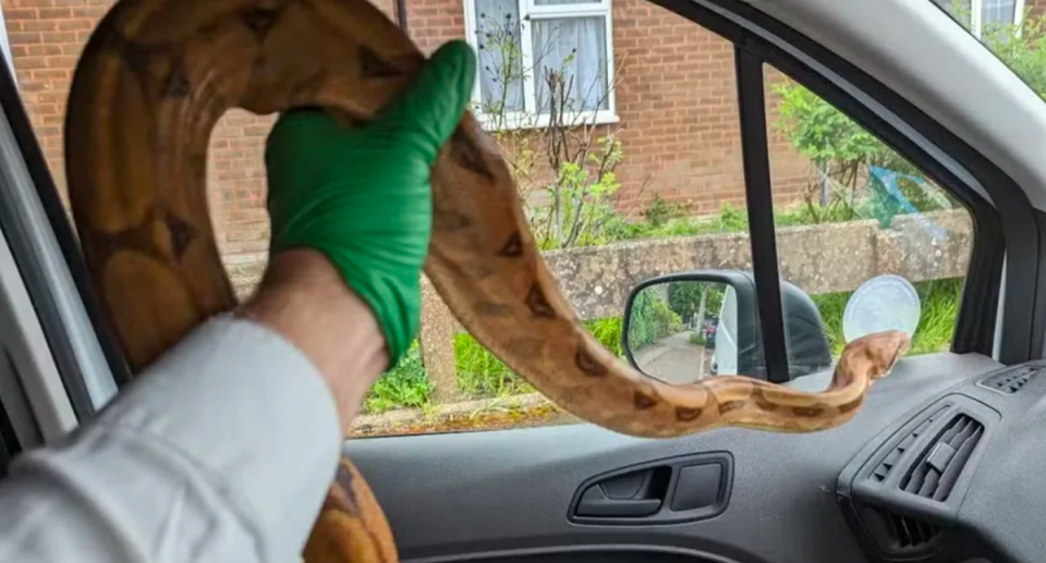 A gloved hand holds a boa constrictor inside a car in London.