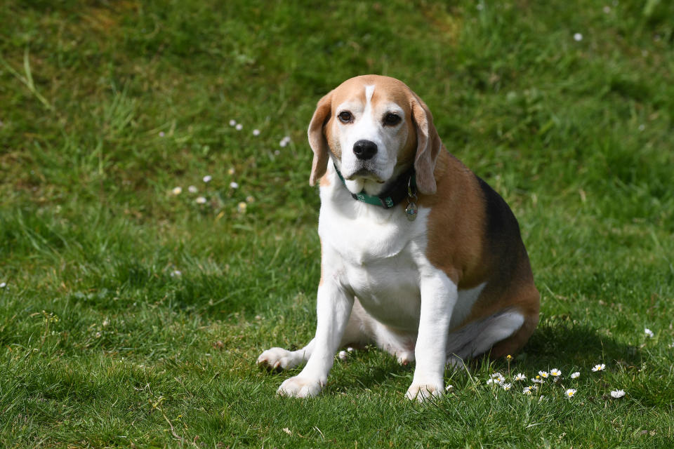 Luigi had ballooned after scoffing roast dinners (Picture: Tom Martin/Wales News Service)  