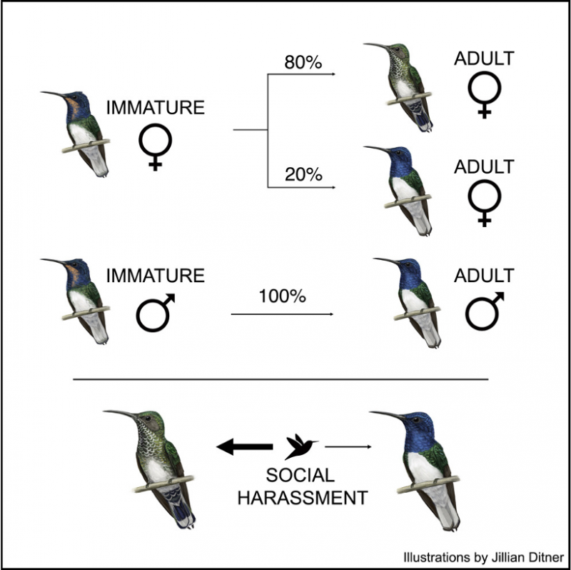 蜂鳥（取自《Current Biology》）