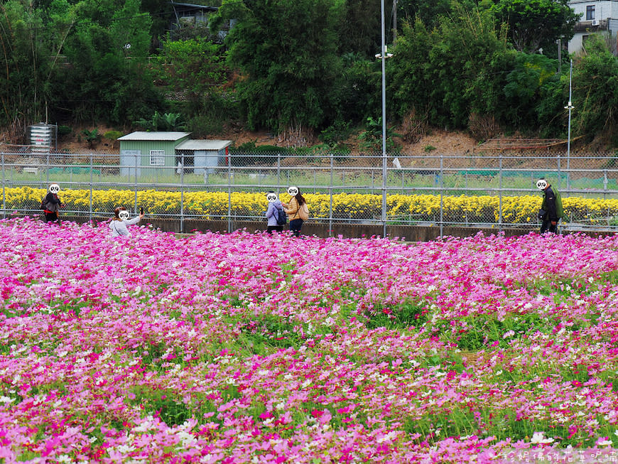 2023銅鑼杭菊芋頭節