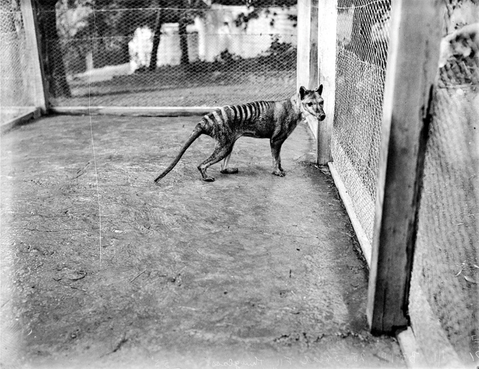 The last known image of a Tasmanian tiger in a cage in Tasmania.