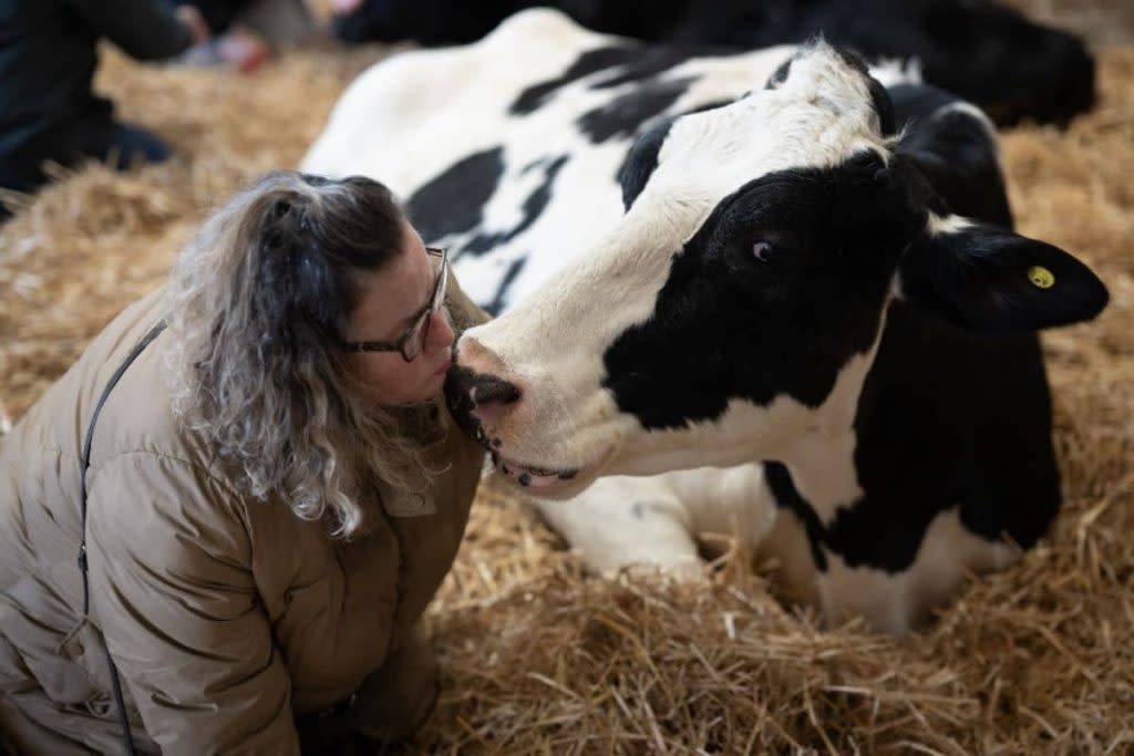 Vacas de la granja Dumble / Foto: AFP 