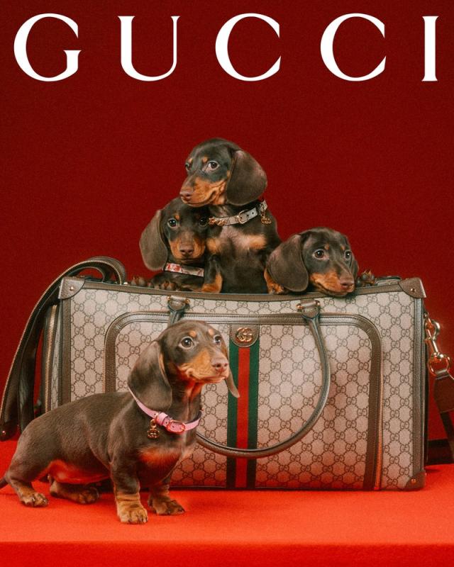 Gucci Debuts Collection Dedicated to Pets