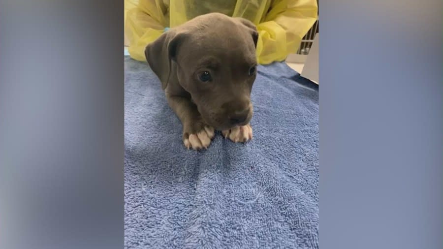 Dramatic video shows the moment an eight-week-old puppy was saved from an overdose by officers during an arrest in Irvine. (Irvine Police Department)